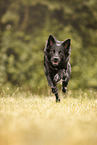 adult Border Collie