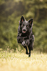 adult Border Collie