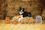 adult Border Collie