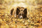 adult Border Collie