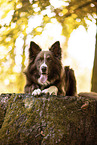 adult Border Collie