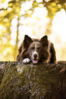 adult Border Collie