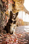 adult Border Collie