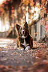 adult Border Collie