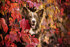 adult Border Collie