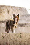 adult Border Collie