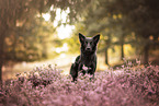 adult Border Collie