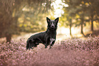 adult Border Collie