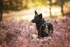adult Border Collie