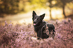 adult Border Collie