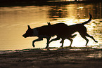 Border Collies