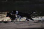 Border Collies