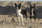 Border Collies