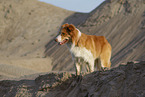 Border Collie