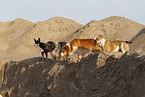dogs