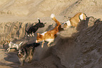 dogs