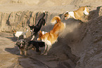 dogs