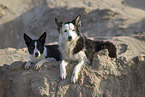 Border Collies