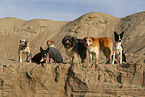 dogs