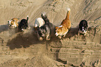 dogs