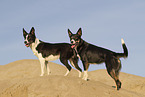Border Collies