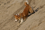 Border Collie