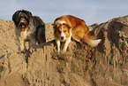 dogs