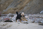 Mongrel