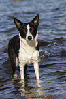 Border Collie