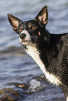 Border Collie