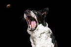 male Border Collie
