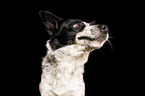 male Border Collie