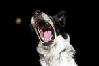 male Border Collie