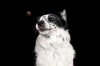 female Border Collie