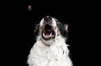 female Border Collie