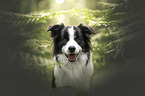 male Border Collie