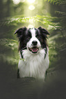 male Border Collie