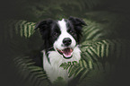 male Border Collie