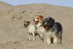 3 dogs