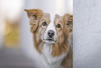 adult Border Collie