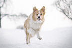 male Border Collie
