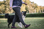 female Border Collie
