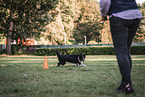 female Border Collie