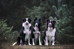 3 Border Collies