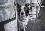 male Border Collie