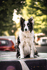 male Border Collie