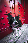 male Border Collie