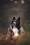male Border Collie