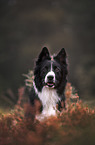male Border Collie