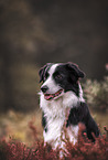 male Border Collie